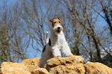 FOX TERRIER 099